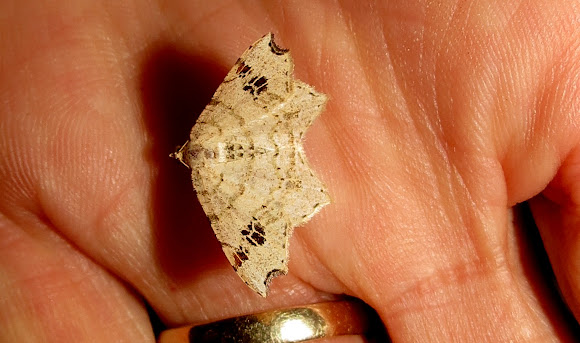 Spotting Image 1