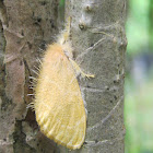 Yellow Tussock Moth