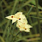 African Iris
