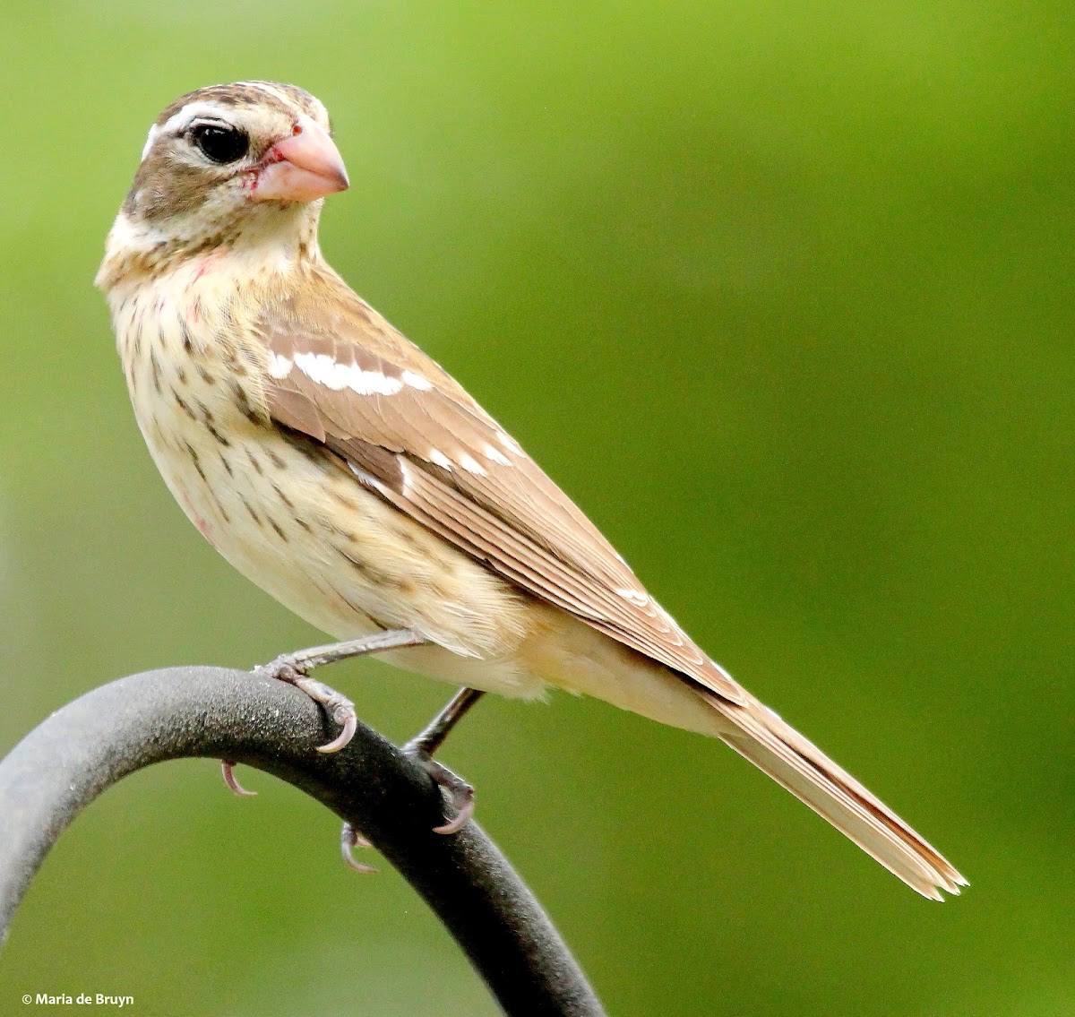 Rose-breasted grosbeak
