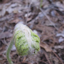 Fiddlehead Fern