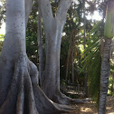 Moreno Bay Fig Tree
