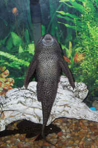 Sucker Fish Project Noah