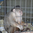 Capuchin