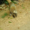 Coati