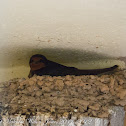 Barn Swallow; Golondrina Común