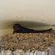 Barn Swallow; Golondrina Común
