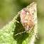 Parent bug