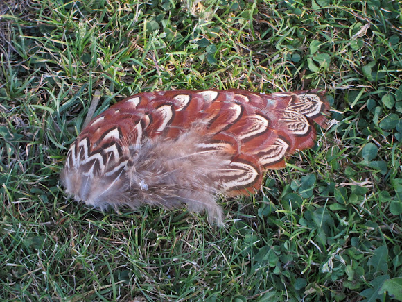 Spotting Image 1