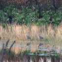 Sandhill Crane