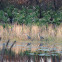 Sandhill Crane