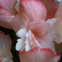 Begonia