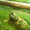 Alligator Snapping Turtle