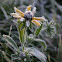 Black Eyed Susan Rudbeckia hirta