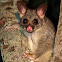 Common Brushtail Possum