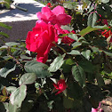 Pink Rose
