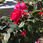 Pink Rose