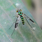 long-legged fly