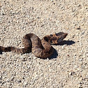 Hognose Snake