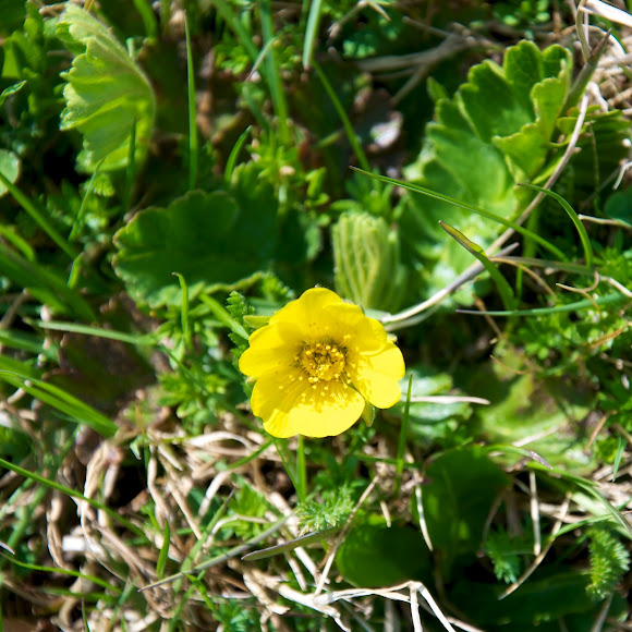 Spotting Image 1