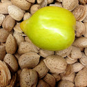 Lemon Plum in Nuts
