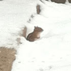 Chipmunk or Ground Squirrel