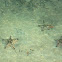 Star Fish