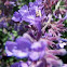 lavender