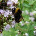 Large earth-bumblebee