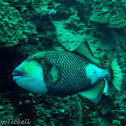Titan triggerfish
