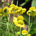 Common Sneezeweed