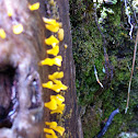 Fan-shaped jelly fungus
