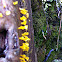 Fan-shaped jelly fungus
