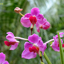 Vanda Orchid