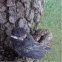 Fuzzy black baby bird