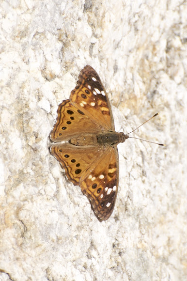 Spotting Image 1