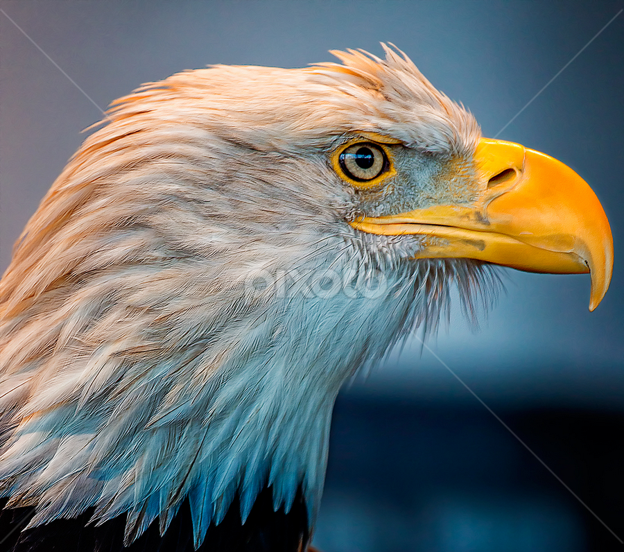 Eagle With an Attitude by Bill Tiepelman - Animals Birds ( bird, eagle, details, beak, bald eagle, feathers )