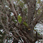 Red-winged Parrots