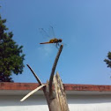 An unknown Dragonfly ( एक अज्ञात भँवीरी )