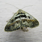 moth