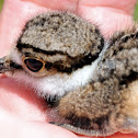 Killdeer - juvenile
