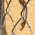 Yellow Rat Snake