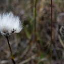 Arctic Cotton
