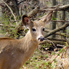 White-tailed Deer