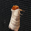 Datana Moth