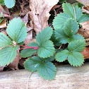 Strawberry Plants