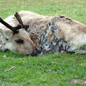 Reindeer