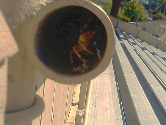 Spotting Image 1