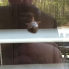 Unknown spotting