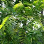 Black walnut 
